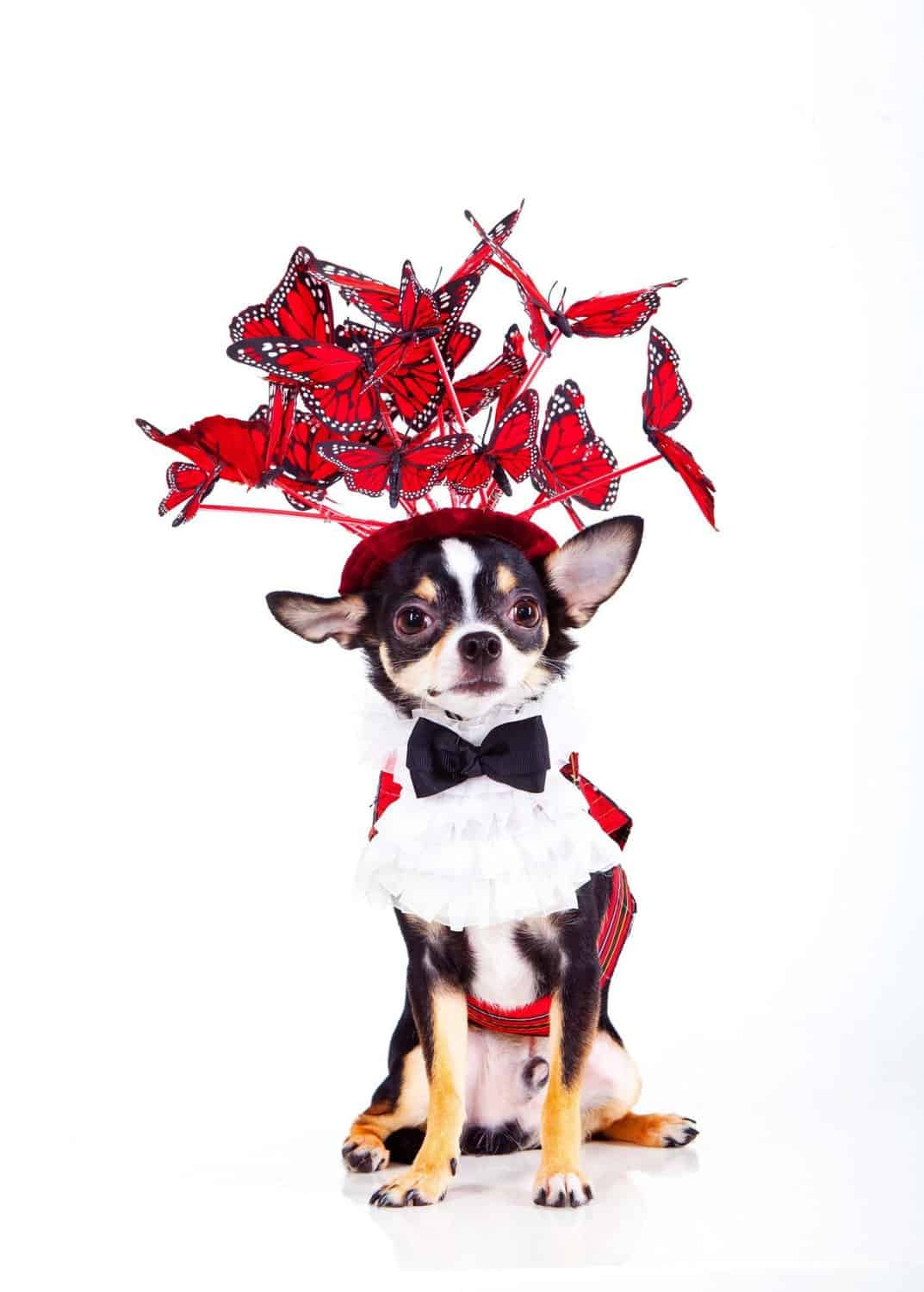 The Butterfly Hat by Anthony Rubio Canine Couture Dogs copy scaled 1 1